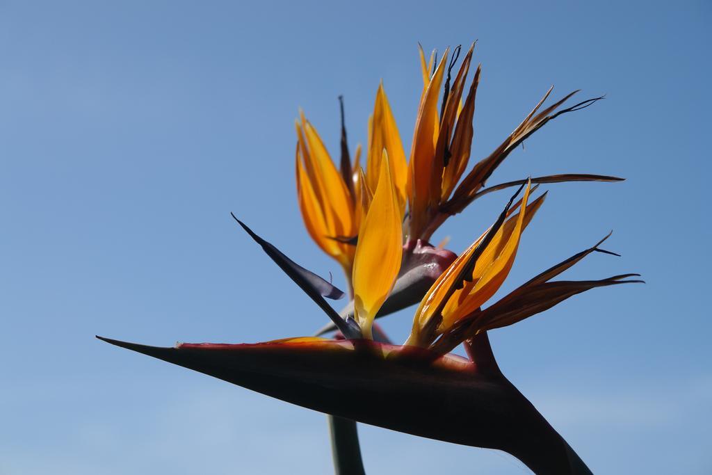 Quinta Sao Goncalo Villa Funchal  Esterno foto